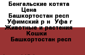 Бенгальские котята › Цена ­ 25 000 - Башкортостан респ., Уфимский р-н, Уфа г. Животные и растения » Кошки   . Башкортостан респ.